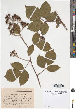 spécimen de Rubus pallidus