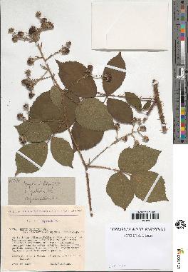 spécimen de Rubus pallidus