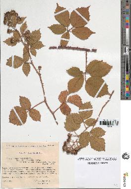 spécimen de Rubus pallidus