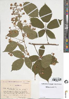 spécimen de Rubus pallidus