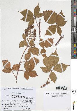 spécimen de Rubus pallidus