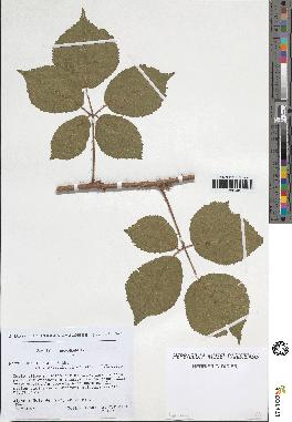 spécimen de Rubus pallidus