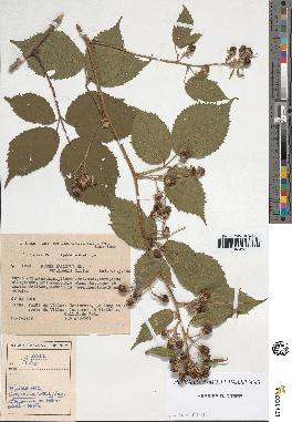 spécimen de Rubus pallidus