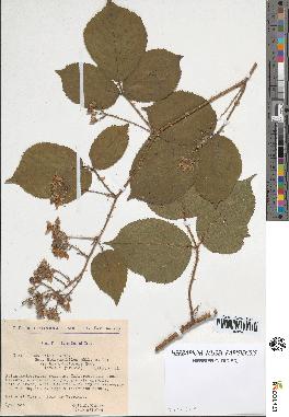 spécimen de Rubus pallidus