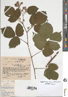 spécimen de Rubus pallidus