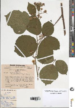 spécimen de Rubus pallidus