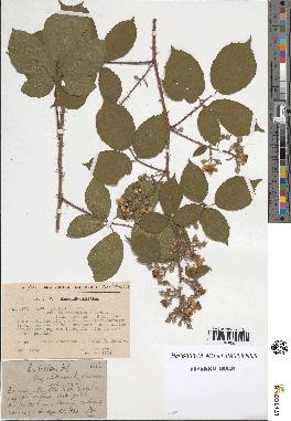 spécimen de Rubus pallidus