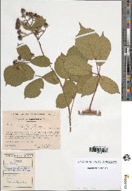 spécimen de Rubus pallidus