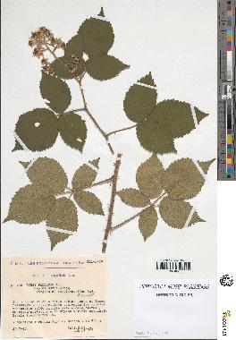 spécimen de Rubus pallidus