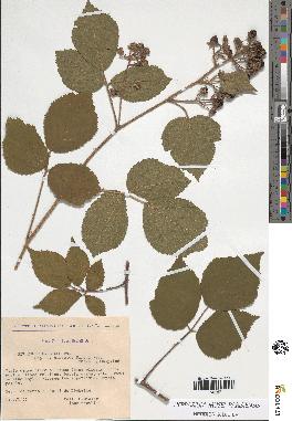 spécimen de Rubus pallidus