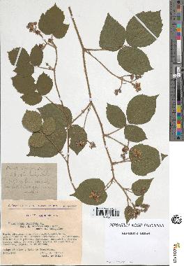 spécimen de Rubus pallidus