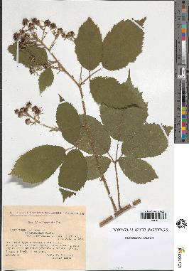 spécimen de Rubus pallidus