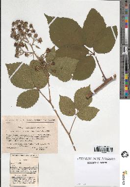 spécimen de Rubus pallidus