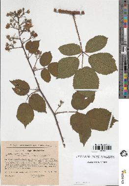 spécimen de Rubus pallidus