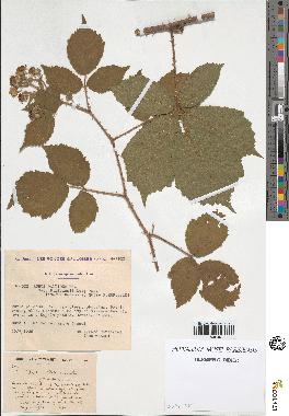 spécimen de Rubus pallidus