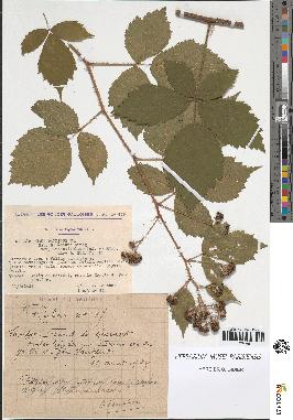 spécimen de Rubus pallidus