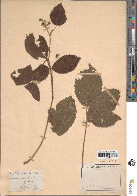 spécimen de Rubus piletostachys