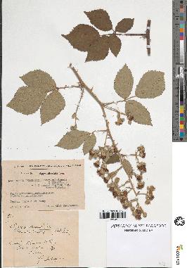 spécimen de Rubus rhombifolius