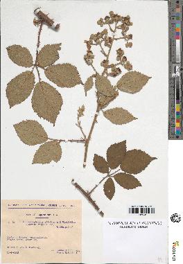 spécimen de Rubus rhombifolius