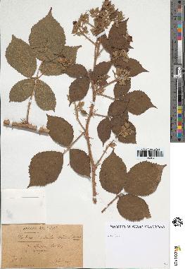 spécimen de Rubus radula