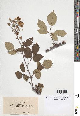 spécimen de Rubus ulmifolius