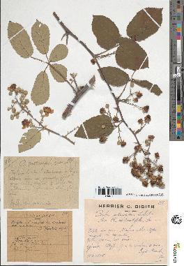 spécimen de Rubus ulmifolius