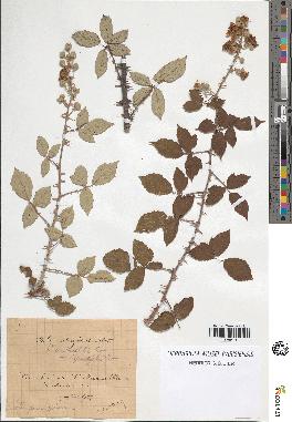 spécimen de Rubus ulmifolius