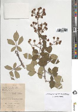 spécimen de Rubus ulmifolius