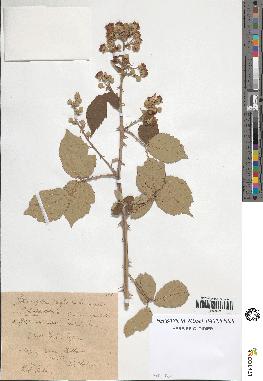 spécimen de Rubus ulmifolius