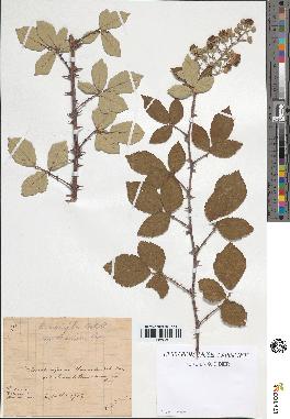 spécimen de Rubus ulmifolius