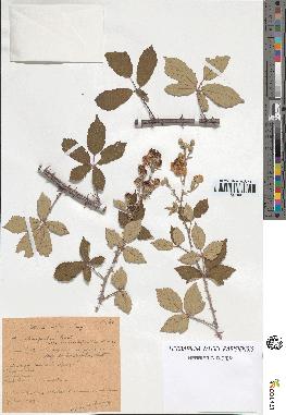 spécimen de Rubus ulmifolius