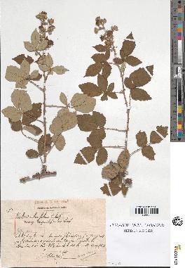 spécimen de Rubus ulmifolius