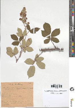 spécimen de Rubus ulmifolius