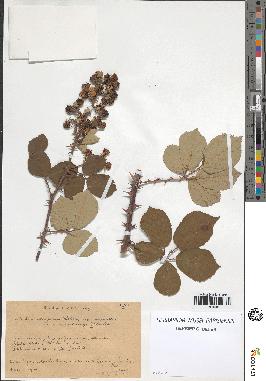 spécimen de Rubus ulmifolius