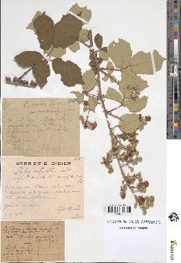 spécimen de Rubus ulmifolius