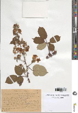 spécimen de Rubus ulmifolius