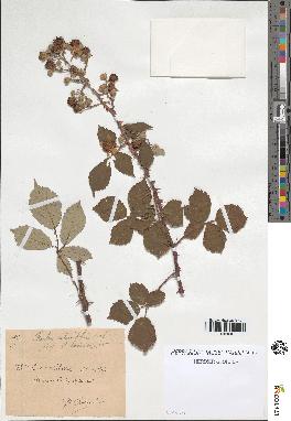 spécimen de Rubus ulmifolius