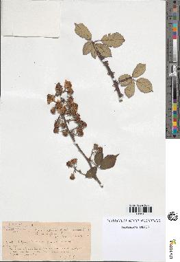 spécimen de Rubus ulmifolius