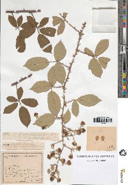 spécimen de Rubus ulmifolius