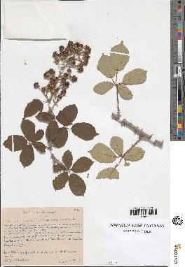 spécimen de Rubus ulmifolius