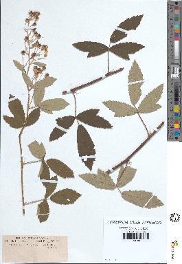 spécimen de Rubus tomentosus