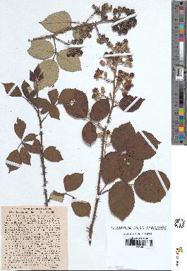 spécimen de Rubus ulmifolius