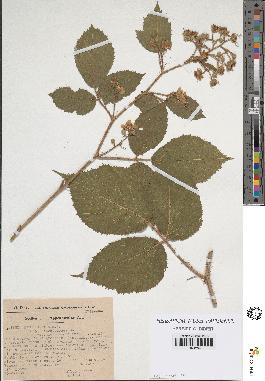 spécimen de Rubus hirtus