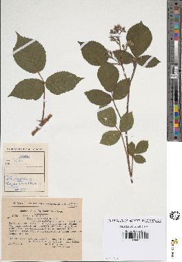 spécimen de Rubus hirtus