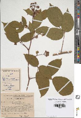 spécimen de Rubus hirtus