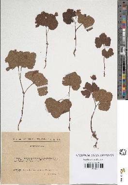 spécimen de Rubus chamaemorus