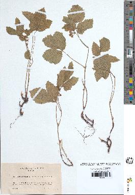 spécimen de Rubus saxatilis