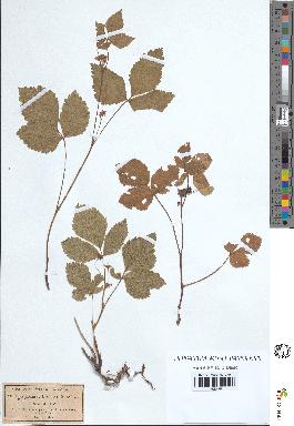 spécimen de Rubus saxatilis