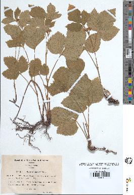 spécimen de Rubus saxatilis