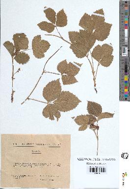 spécimen de Rubus saxatilis